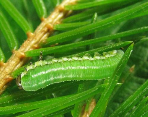 Gilpinia polytoma