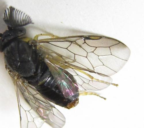 Gilpinia polytoma