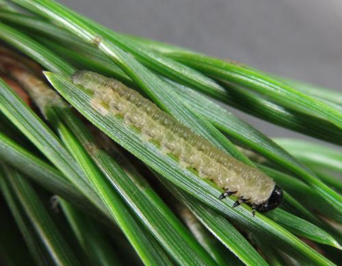 Gilpinia pallida