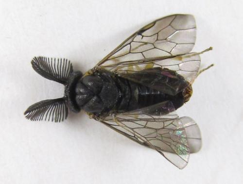 Gilpinia polytoma