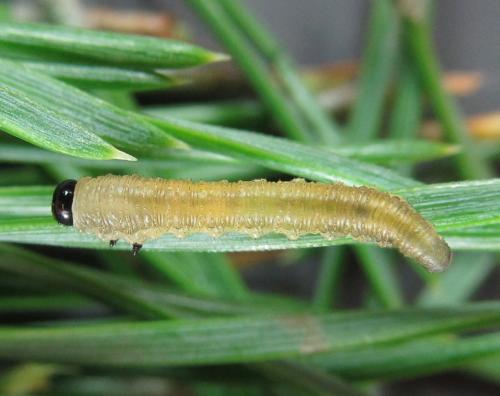 Gilpinia pallida