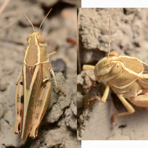 Réf. 246 947 : Calliptamus sp.