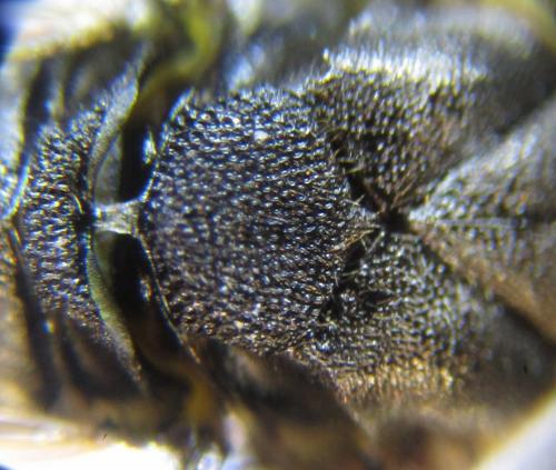 Gilpinia polytoma