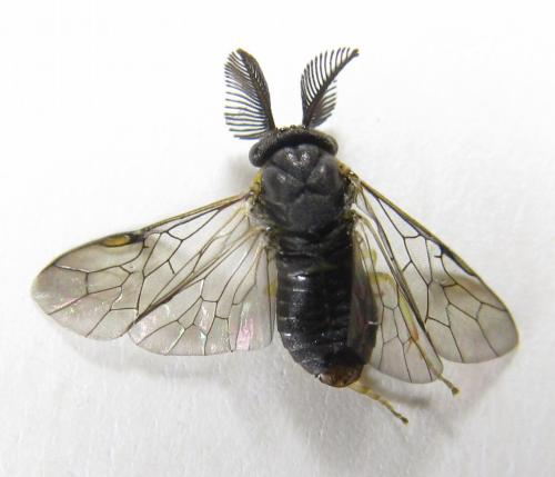 Réf. 246 548 : Gilpinia polytoma