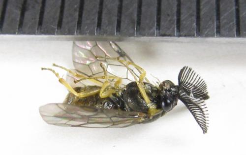 Gilpinia polytoma