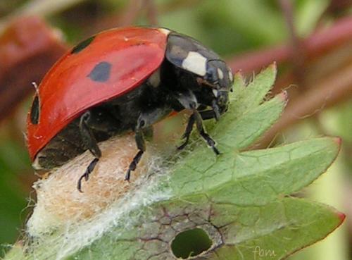 Dinocampus coccinellae