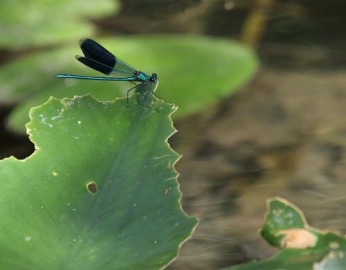 Calopteryx splendens
