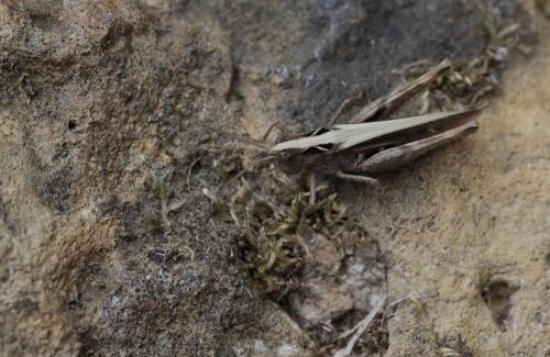 Réf. 246 559 : Chorthippus sp.