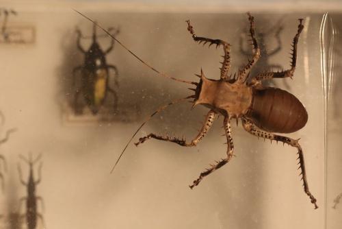 Cosmoderus sp.