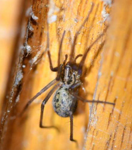 Eratigena sp.