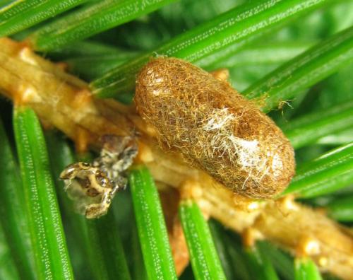 Gilpinia polytoma