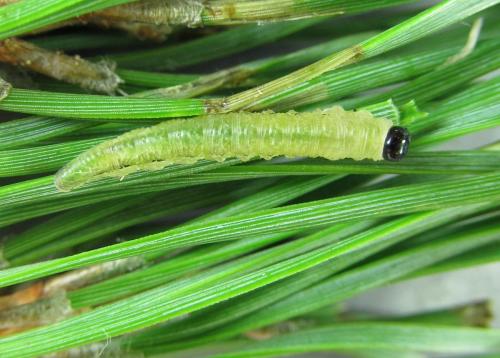 Gilpinia pallida