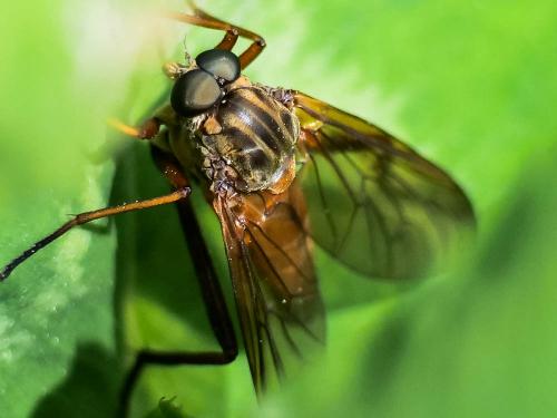 Rhagio tringarius