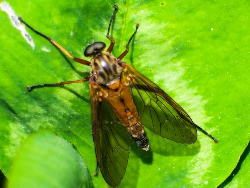 Réf. 246 383 : Rhagio tringarius