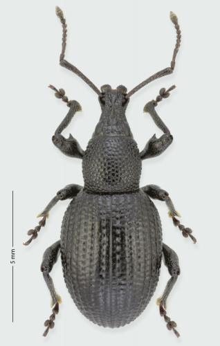 Réf. 246 219 : Otiorhynchus anthracinus