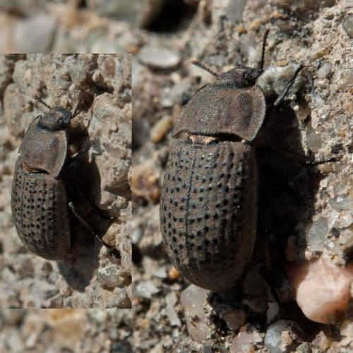 Réf. 246 863 : Opatrum sabulosum