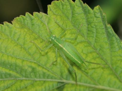 Meconema sp.