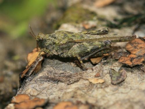 Réf. 246 064 : Tetrix bolivari