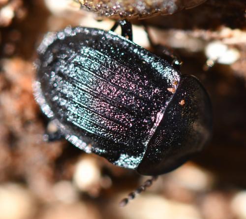 Réf. 246 292 : Phosphuga atrata