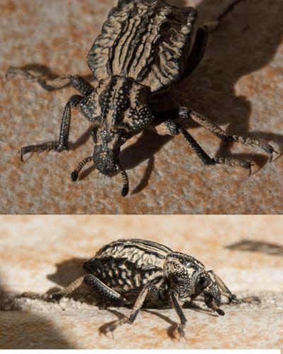 Brachycerus undatus