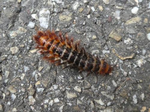 Drilus sp.
