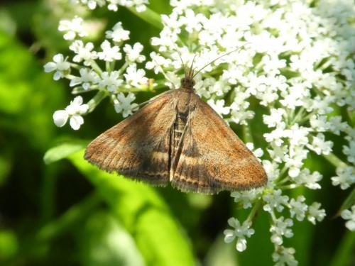 Pyrausta despicata
