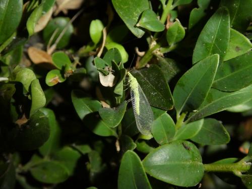 Réf. 246 070 : Chrysoperla sp.