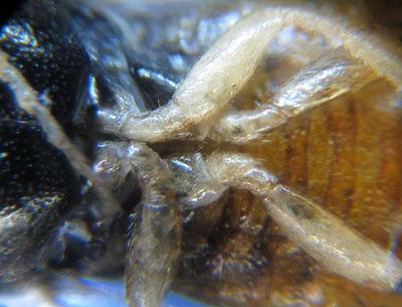 Gilpinia pallida