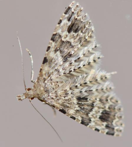 Alucita sp.