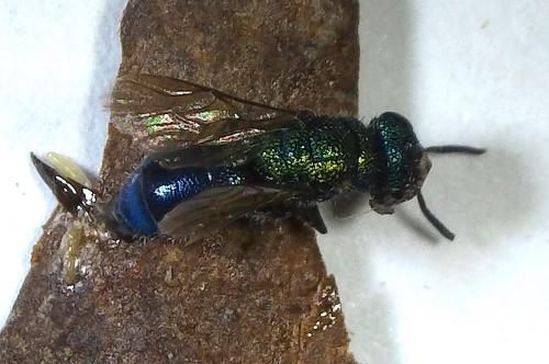 Trichrysis cyanea