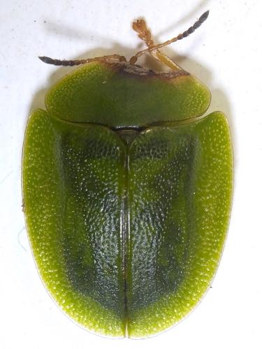 Réf. 246 530 : Cassida viridis