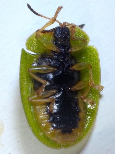 Réf. 246 531 : Cassida viridis