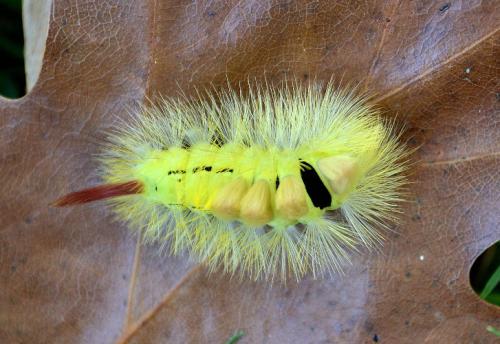 Calliteara pudibunda