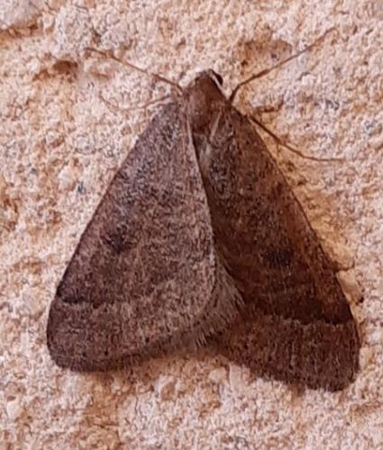 Réf. 246 309 : Theria primaria
