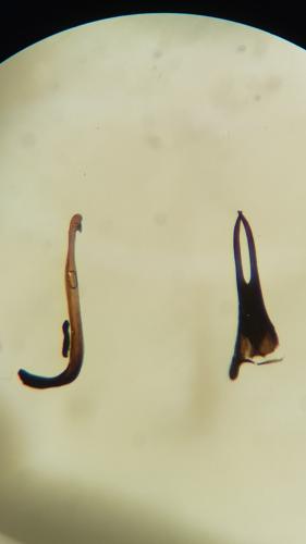Oedemera subrobusta