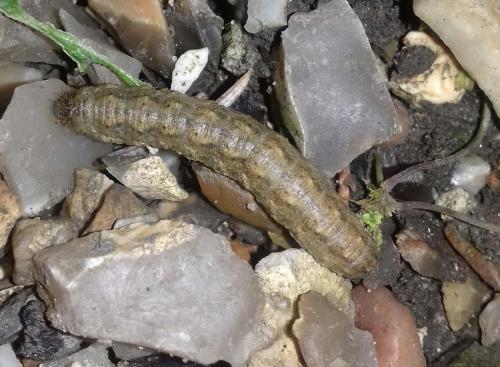 Agrotis sp.