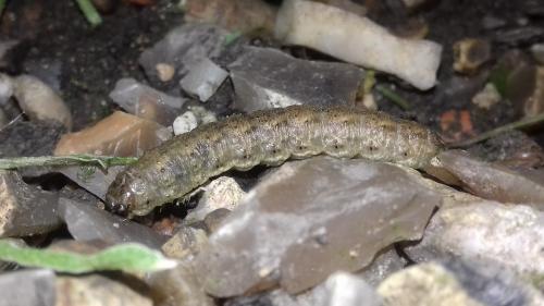 Réf. 246 846 : Agrotis sp.