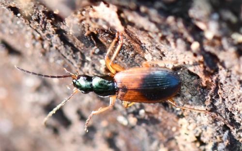 Anchomenus dorsalis
