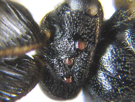 Gilpinia pallida