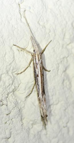 Réf. 246 966 : Ypsolopha mucronella