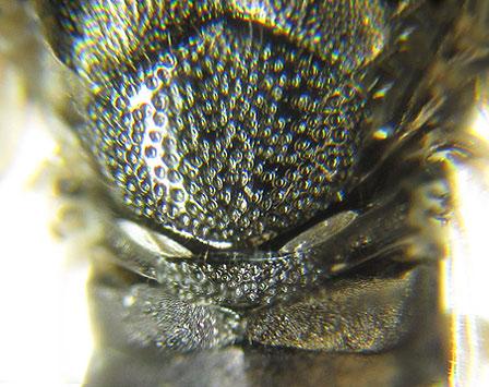 Gilpinia pallida