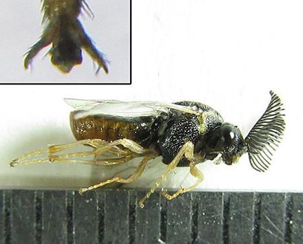 Gilpinia pallida