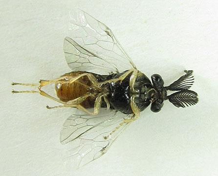 Gilpinia pallida