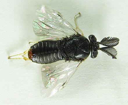 Gilpinia pallida