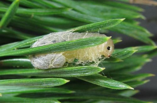 Gilpinia pallida