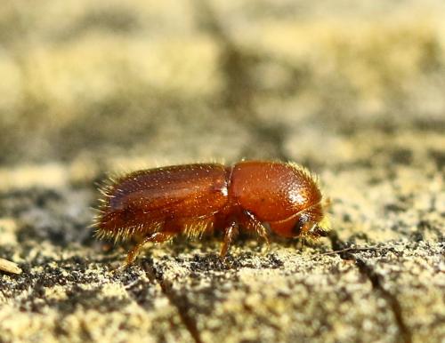 Réf. 246 717 : Scolytinae inconnu