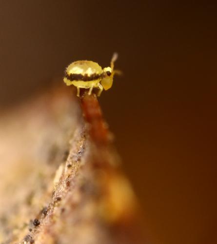 Sminthurinus signatus