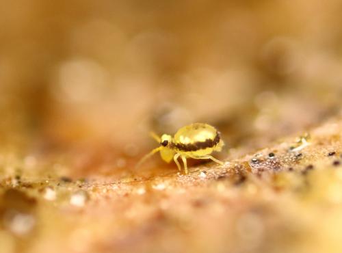 Sminthurinus signatus