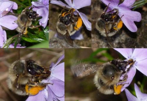 Anthophora plumipes
