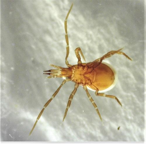 Pergamasus sp.
